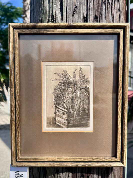'Boston Fern'
