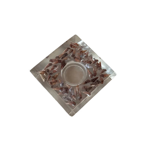 Lucite Candle Holder with Turritella Shells