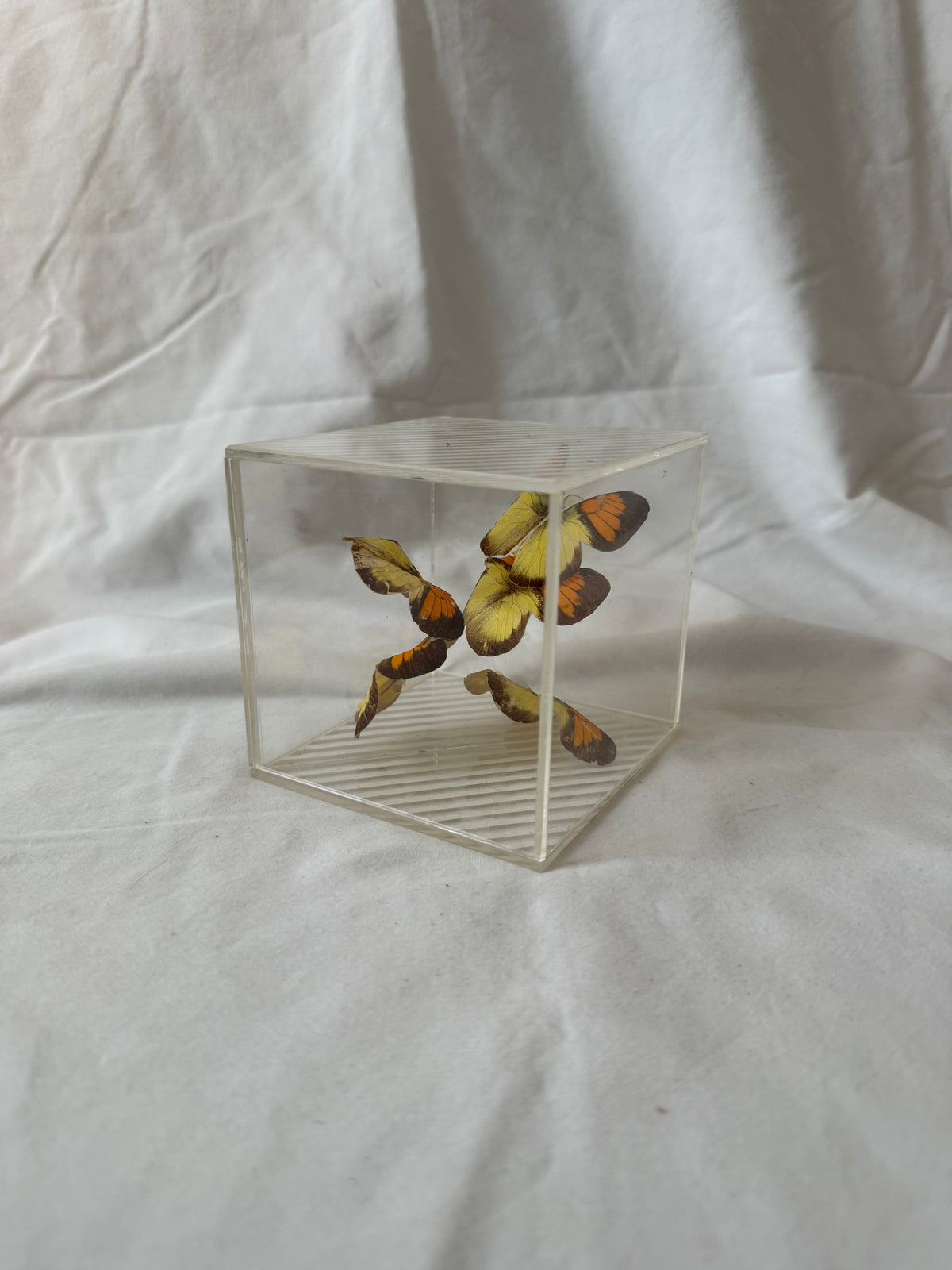 Butterfly specimen display cube
