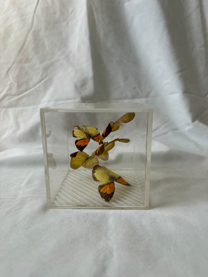 Butterfly cube, fourth angle