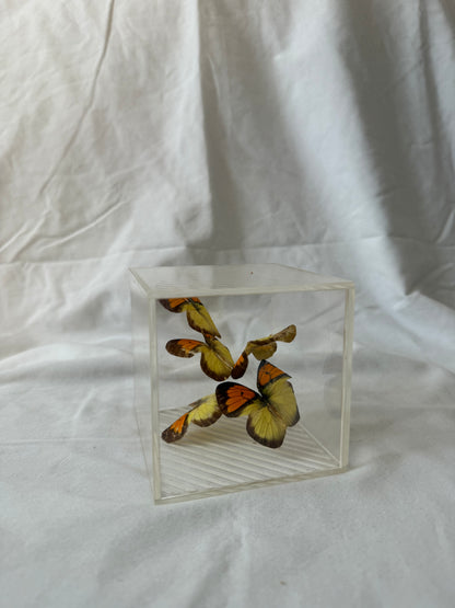 Butterfly cube, second angle