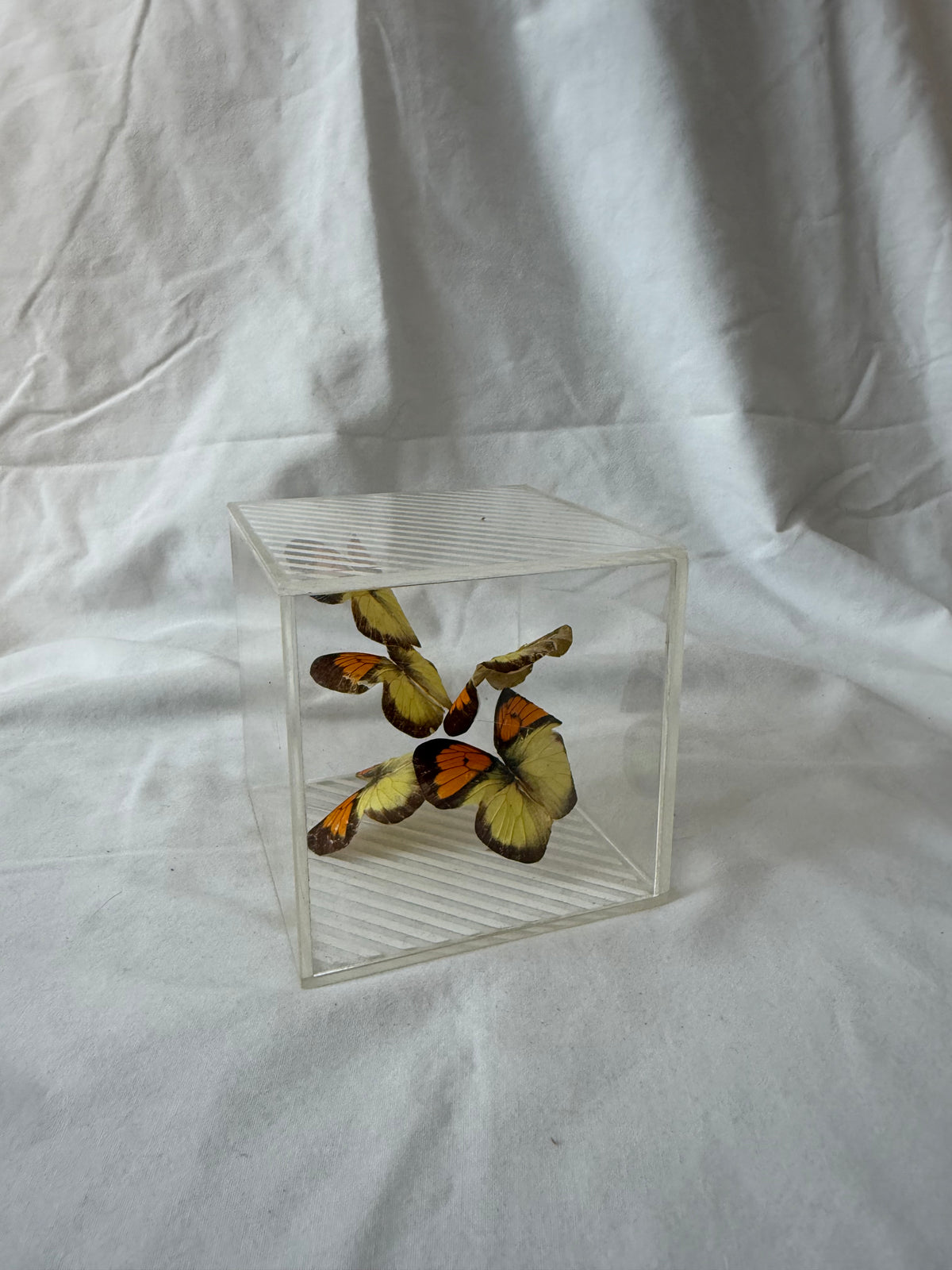 Butterfly cube, side view